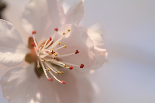 花朵特写