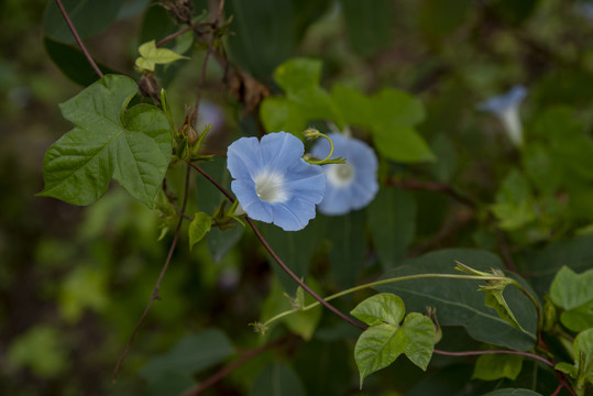 牵牛花