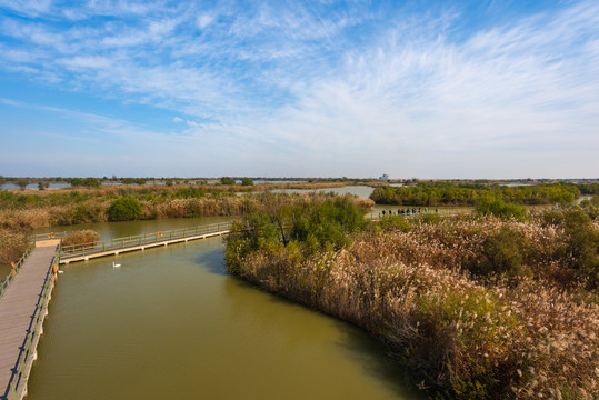 黄河口湿地