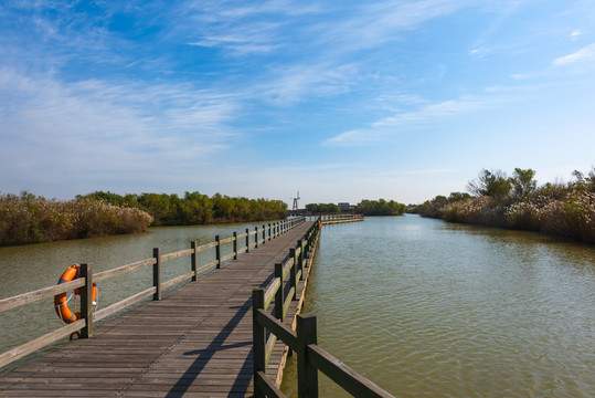 黄河口湿地