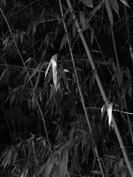 竹子黑白照片
