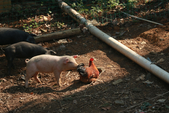 农家后院的猪和鸡