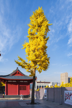 银杏树金黄叶子