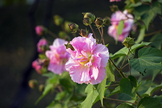 芙蓉花