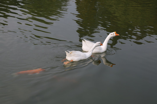水塘白鹅