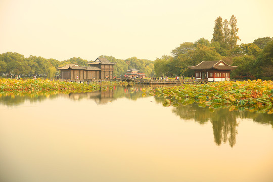 曲院风荷秋景