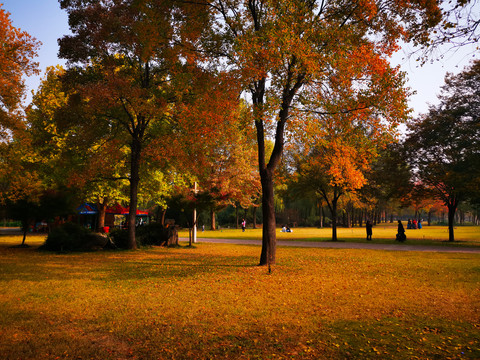 公园的秋天