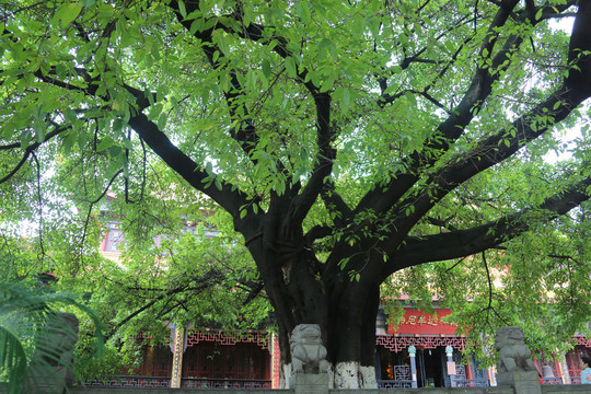 昭觉寺佛殿古树