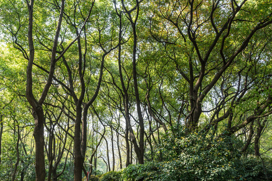 仰拍绿树