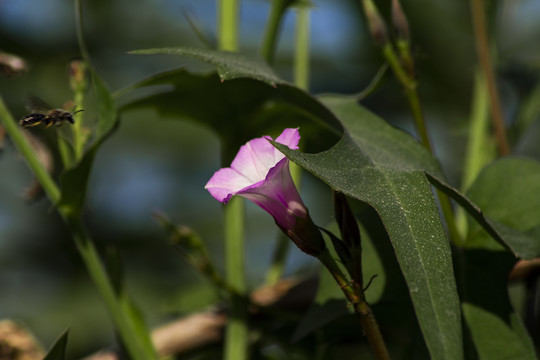 小小牵牛花