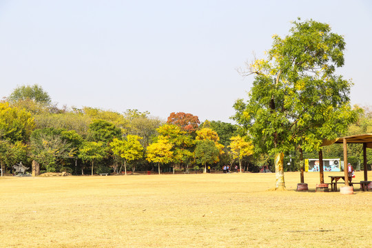 秋韵风景装饰画