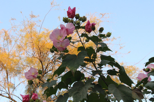 木芙蓉