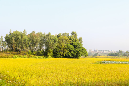 田野