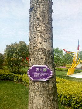 栾树树皮