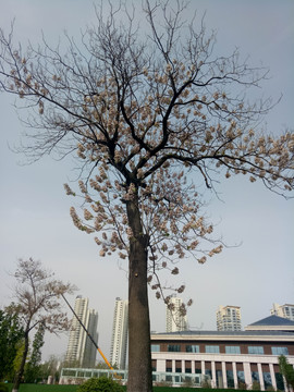 开花的梧桐树