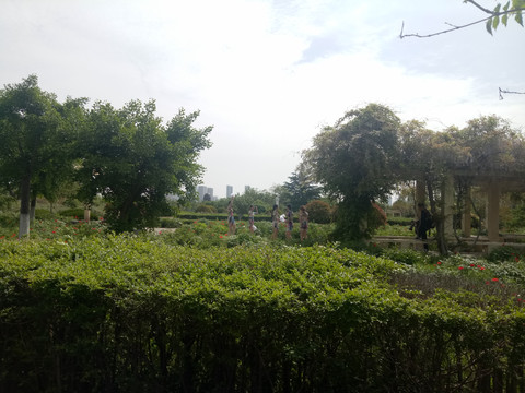 城市绿树