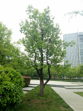 城市绿树柿子树