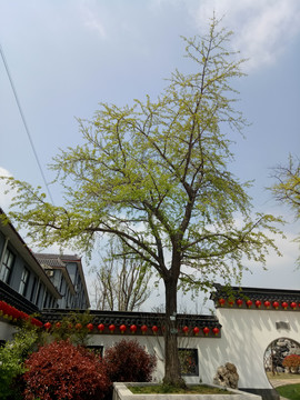 银杏树