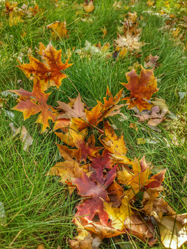 秋天草地上的红叶
