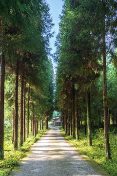 树林小路