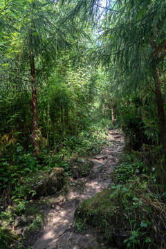 林间小路