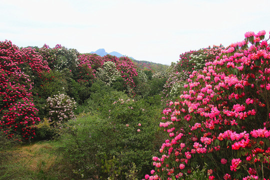 贵州毕节百里杜鹃普底景区杜鹃花