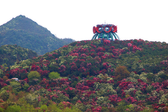 贵州毕节百里杜鹃普底景区杜鹃花