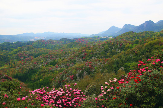 贵州毕节百里杜鹃普底景区杜鹃花