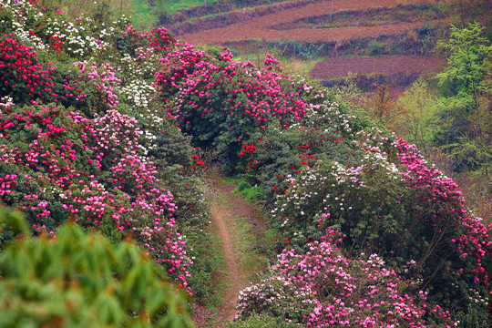 贵州毕节百里杜鹃普底景区杜鹃花