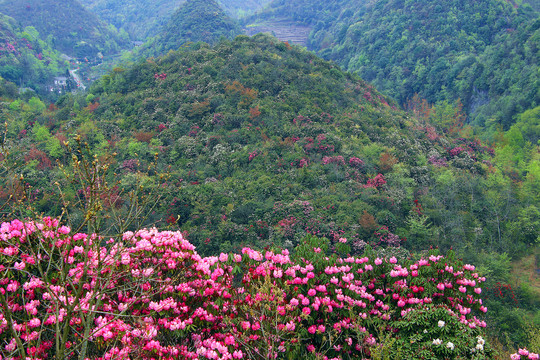 贵州毕节百里杜鹃普底景区