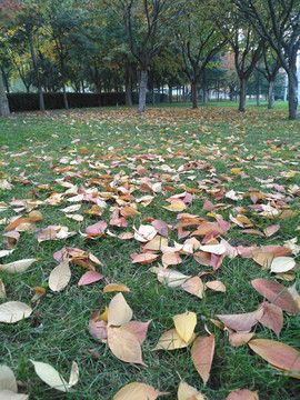 秋天的公园