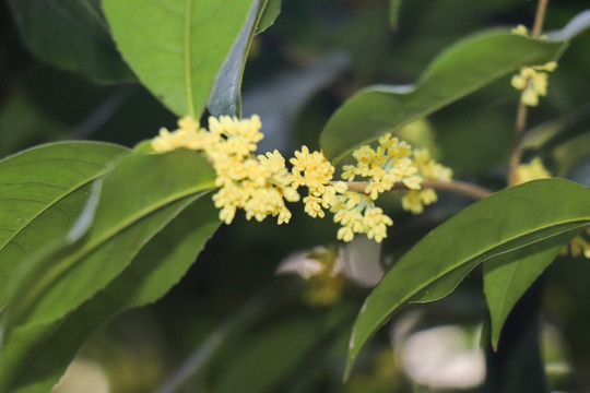 桂花金桂