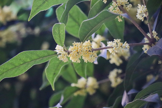 桂花金桂