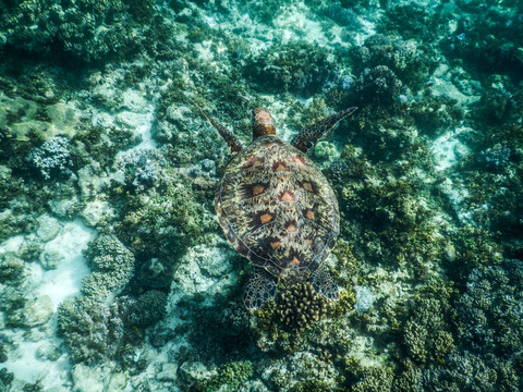 菲律宾薄荷岛巴里卡萨水下大海龟