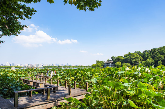 西湖风景