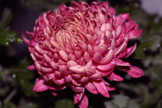 菊花