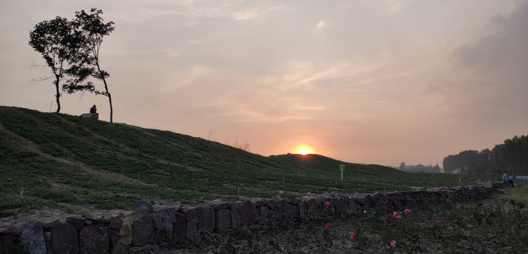 夕阳老人与树