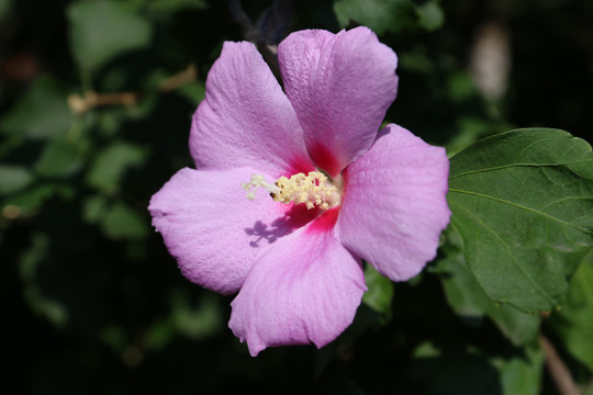 木槿花