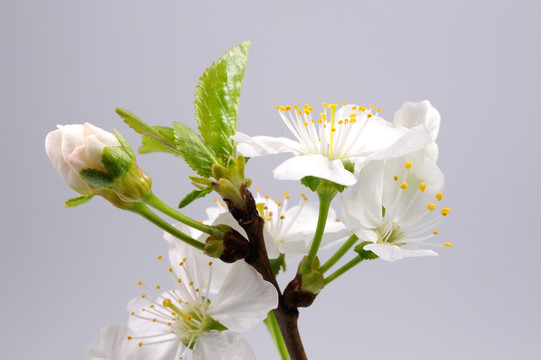 苹果花