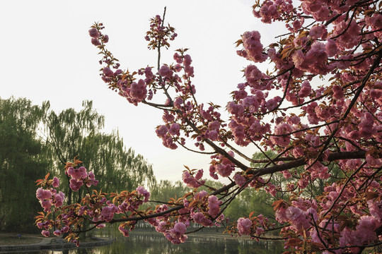 樱花