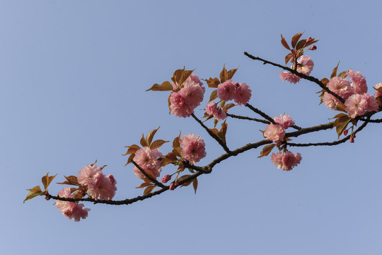 樱花