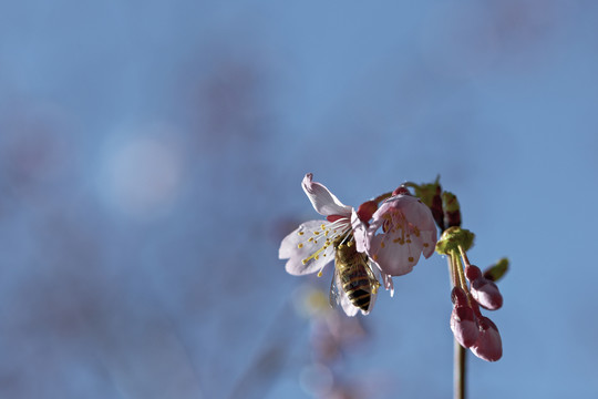樱花