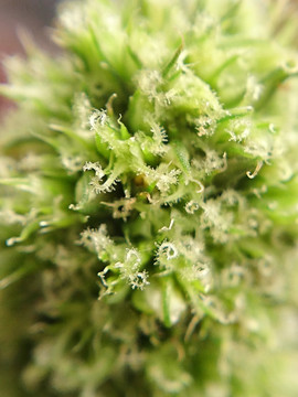 微距下的小草