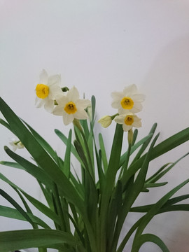 水仙花