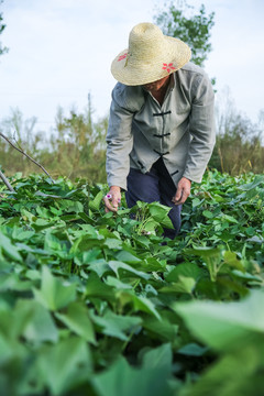 紫薯花