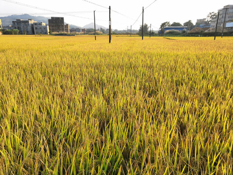 南方水稻丰收季节