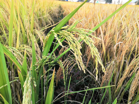 南方水稻谷丰收季节