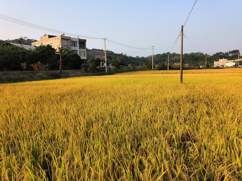 南方水稻谷丰收季节