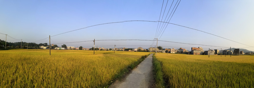 南方水稻丰收季节