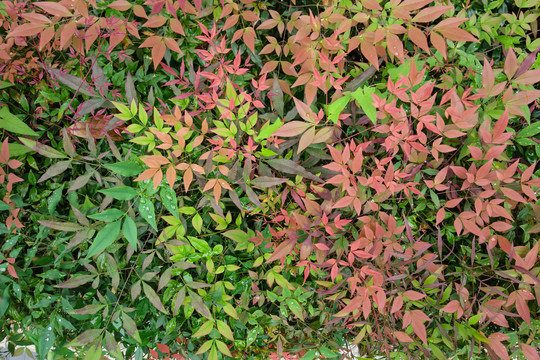 绿植墙